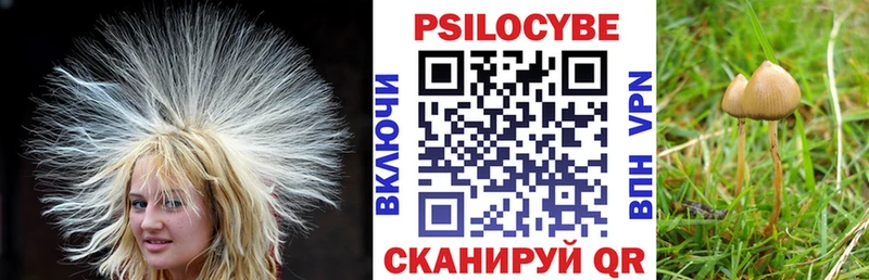 цена наркотик  Майкоп  Псилоцибиновые грибы Psilocybine cubensis 
